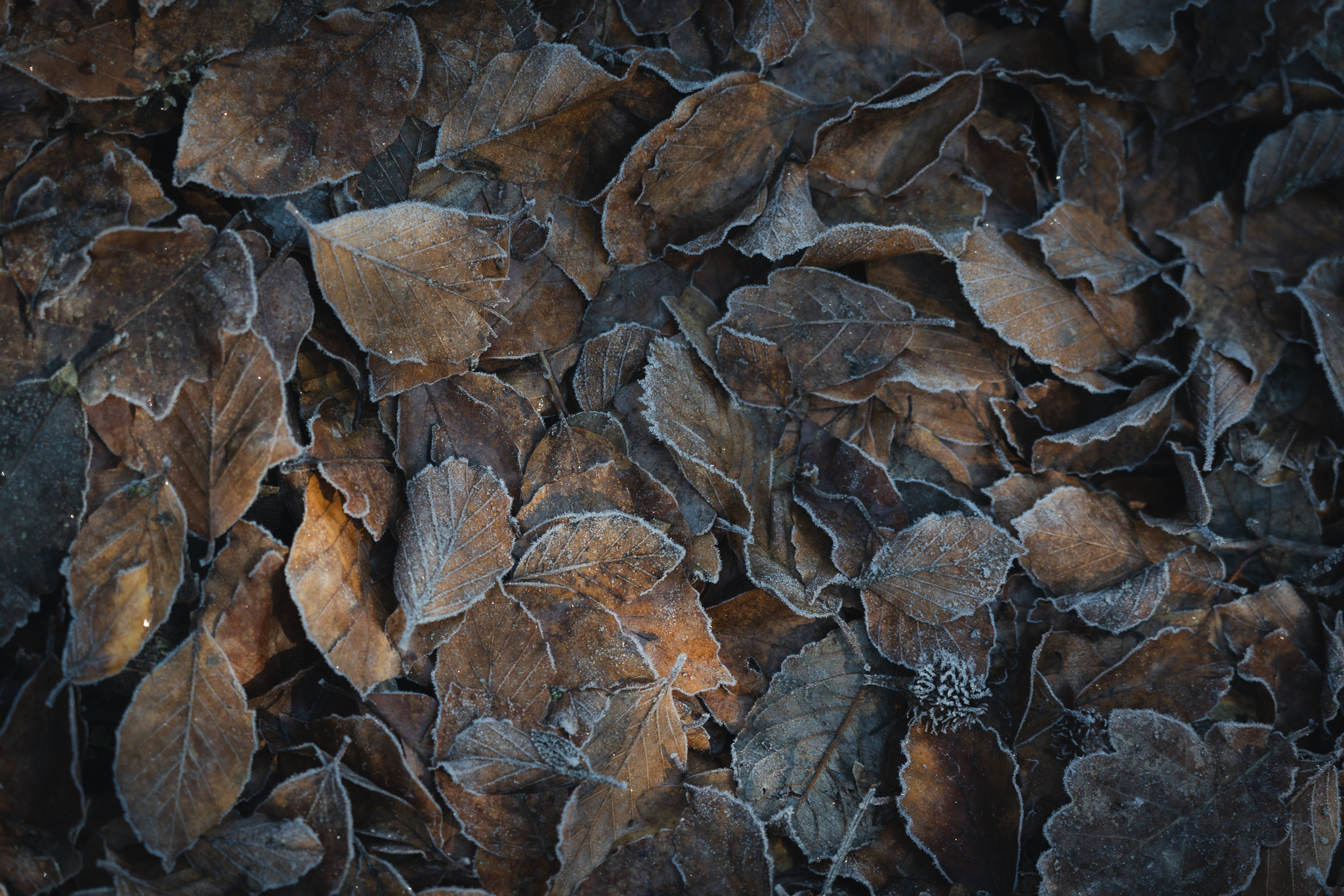 Eifelblick_Michelsberg_Sonnenaufgang_10